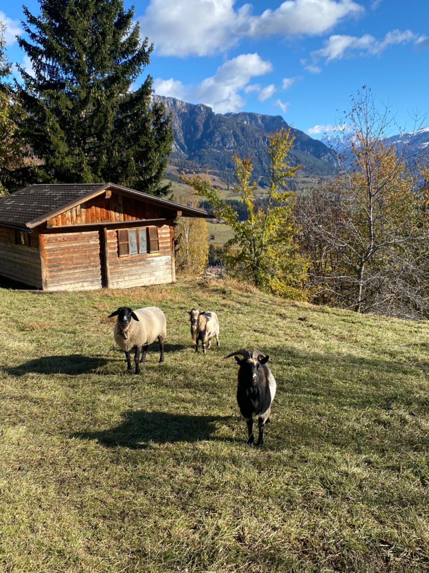 Encia'S Home Dolomiti Castello-Molina di Fiemme Bagian luar foto